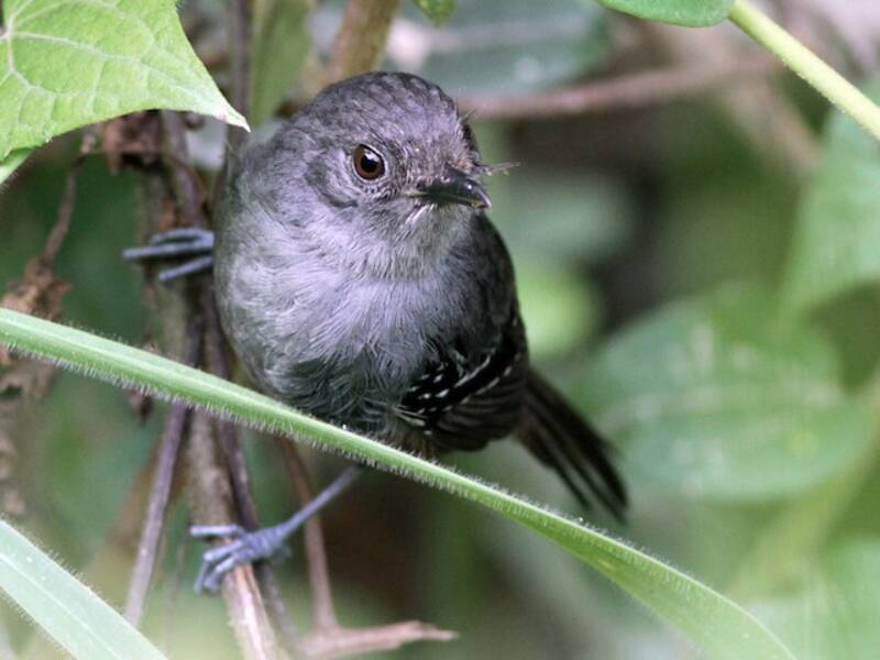 Parker-Ameisenvogel, Fotos 4