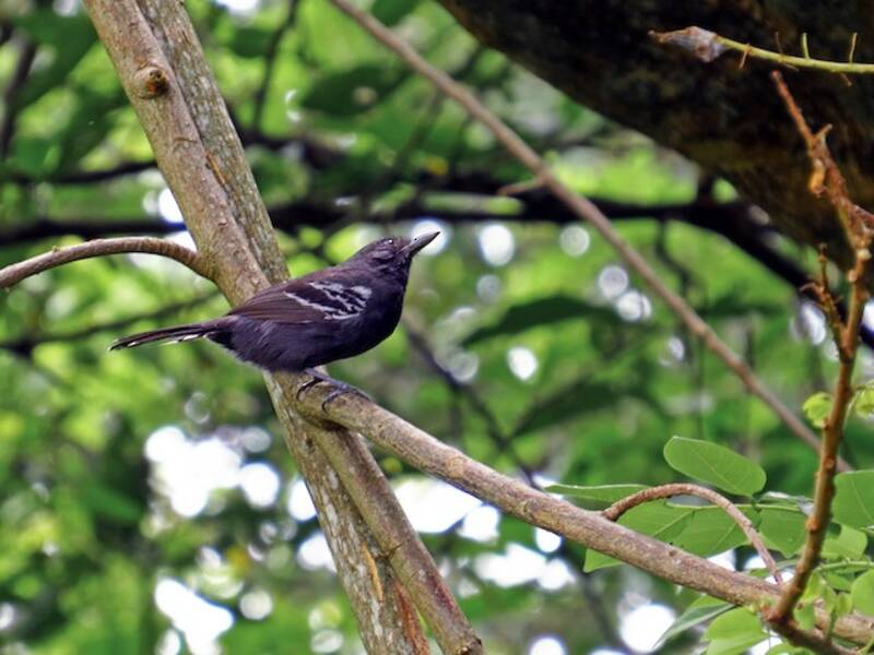 Parker-Ameisenvogel, Fotos 2