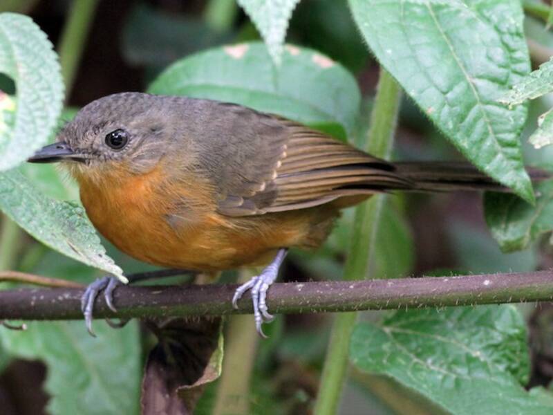 Parker's Antbird