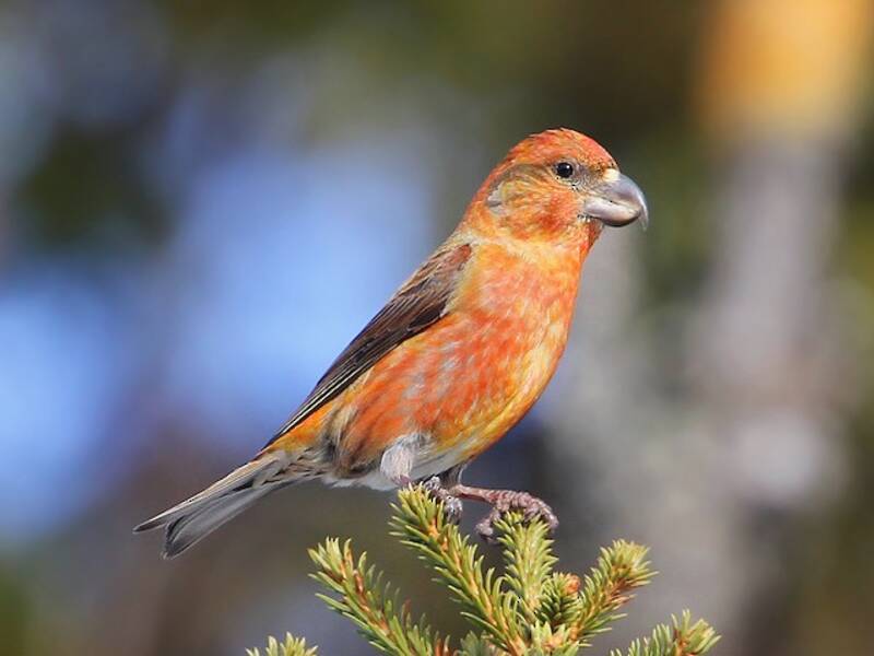 Parrot Crossbill, 照片 4