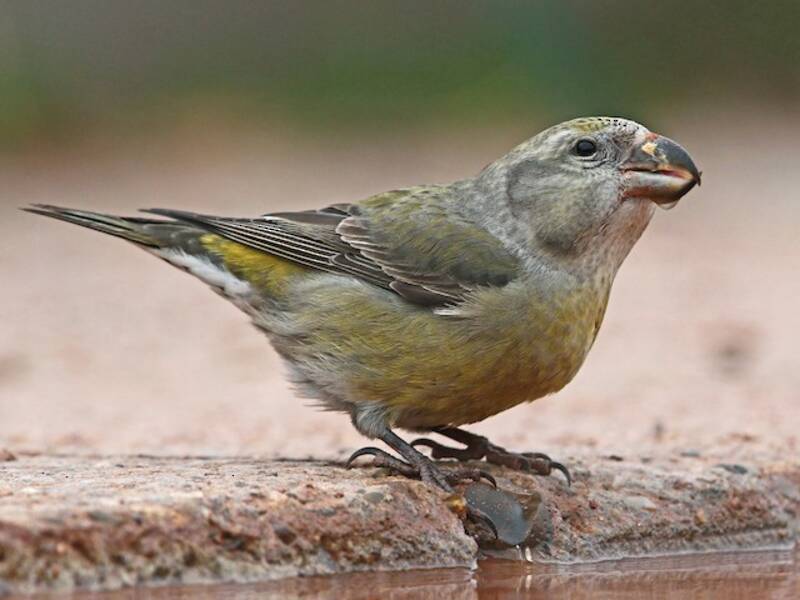 Parrot Crossbill, 照片 2