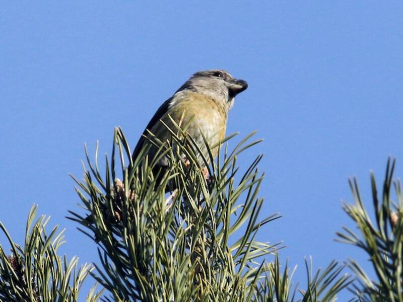 Parrot Crossbill, 照片 3