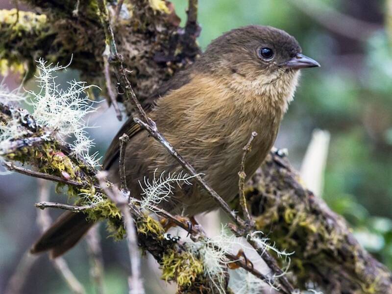 Pardusco - Nephelornis oneilli