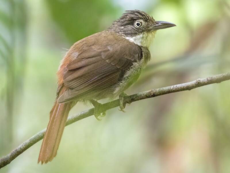 Raccoglifoglie di Pará, Foto 3