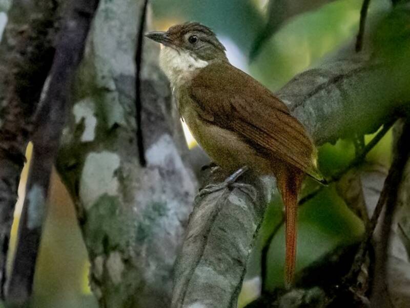 Raccoglifoglie di Pará, Foto 2