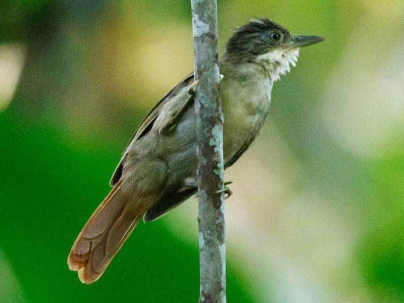 Raccoglifoglie di Pará