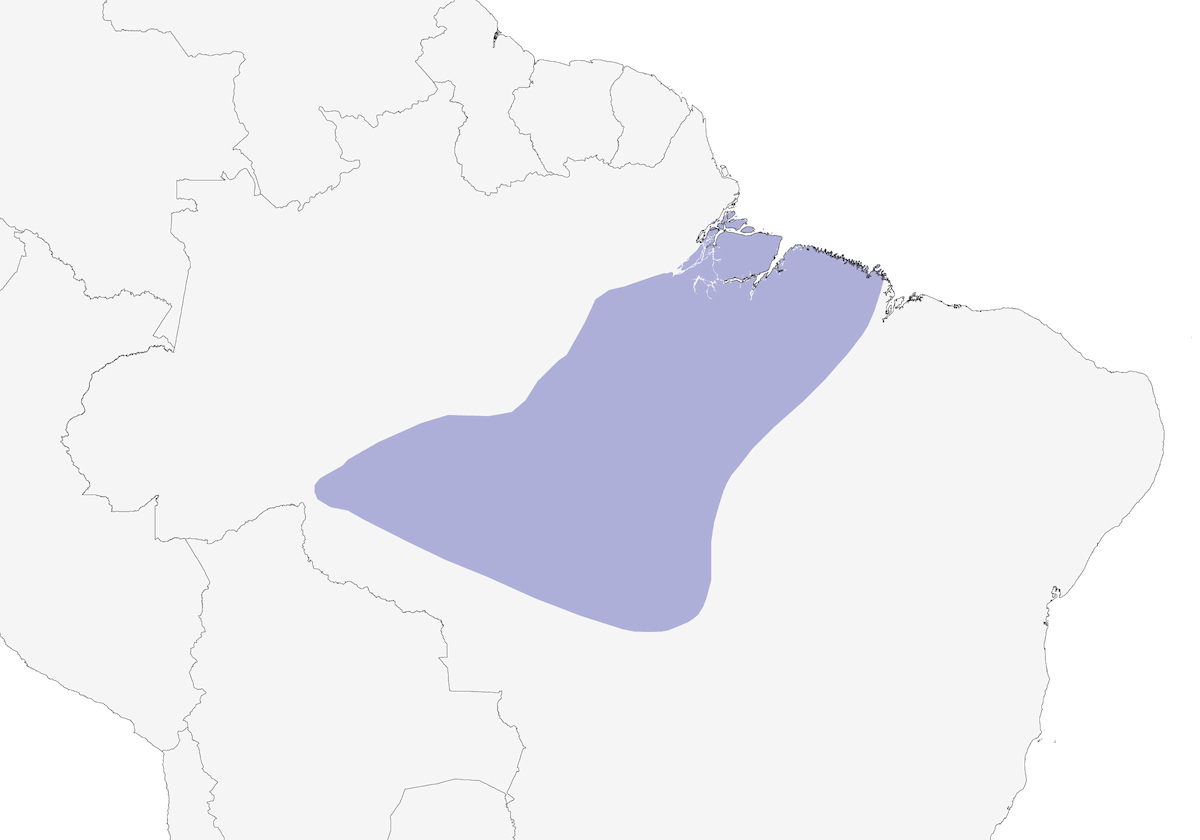 Raccoglifoglie di Pará, Distribuzione 1