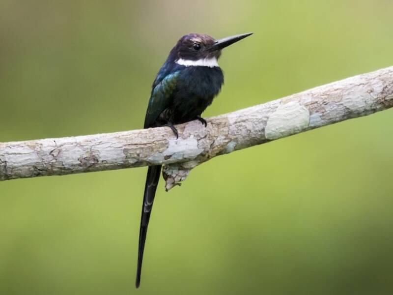 Jacamar del paradiso