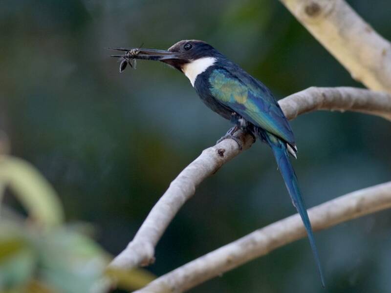 Paradiesglanzvogel, Fotos 3