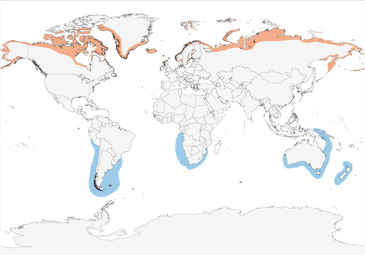 Skua parassita, Distribuzione 1