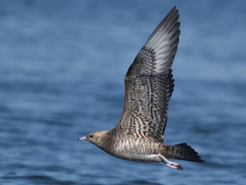 Skua parassita, Foto 3