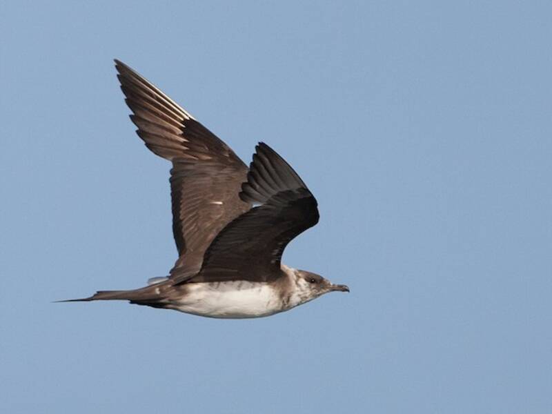 Skua parassita, Foto 2