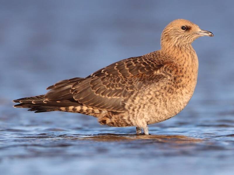 Skua parassita, Foto 4