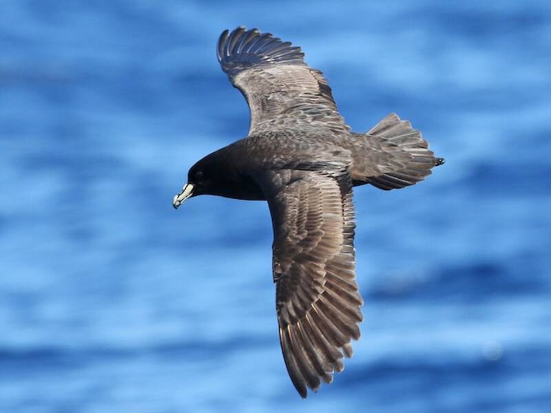 Parkinsonsturmvogel, Fotos 4