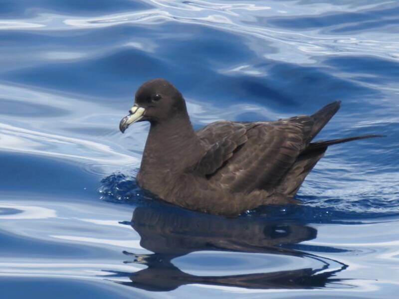 Parkinsonsturmvogel, Fotos 2
