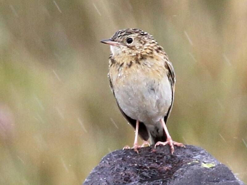 Pispola del Paramo, Foto 4