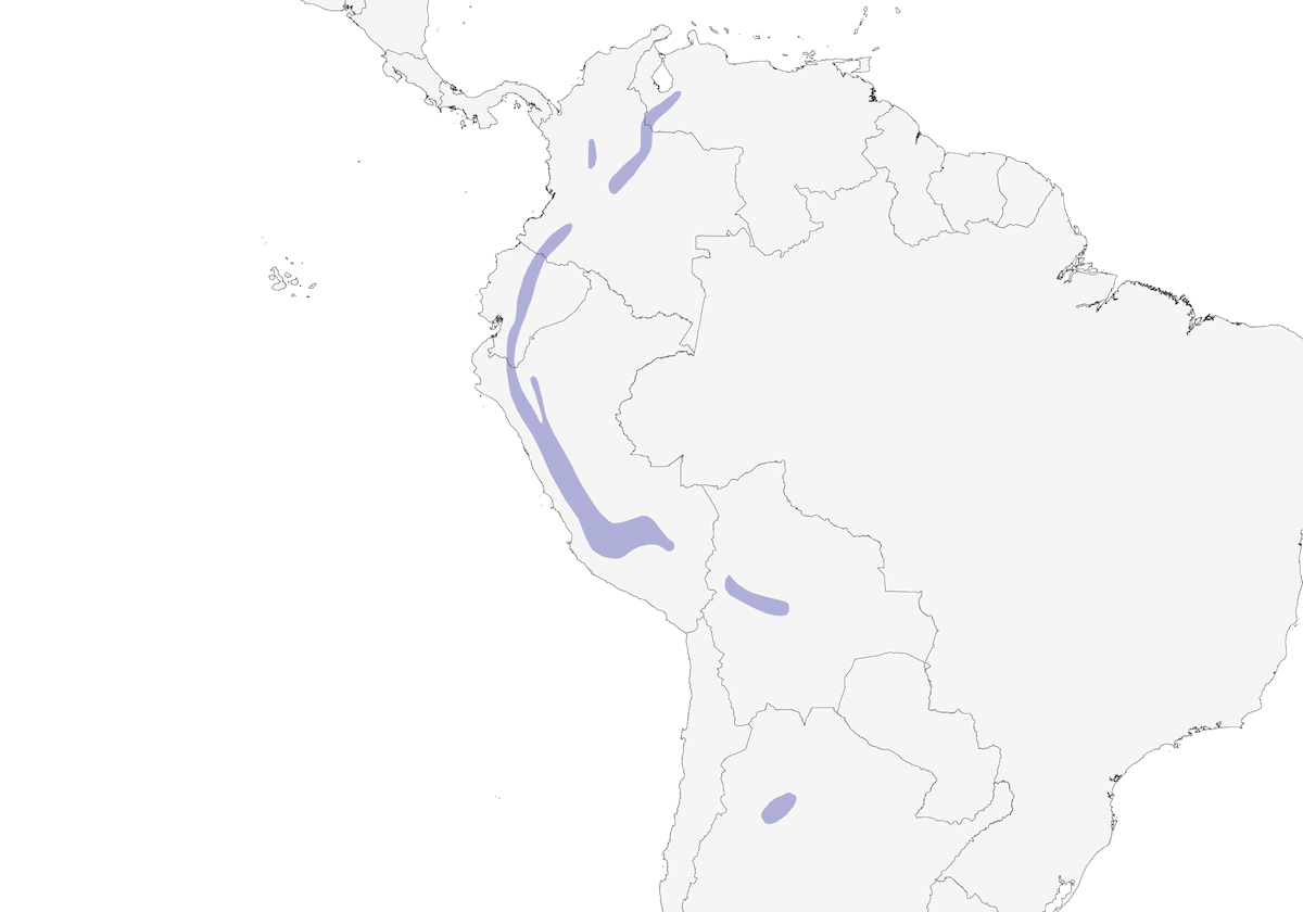 Pispola del Paramo, Distribuzione 1