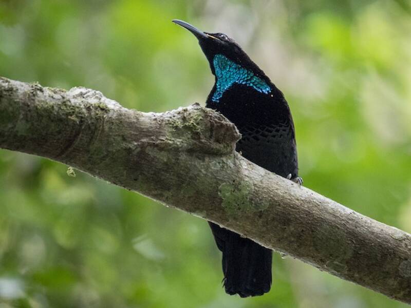 Paradise Riflebird (Ptiloris paradiseus)