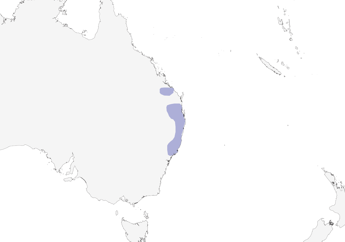 Ave fusil del Paraíso, Distribución 1