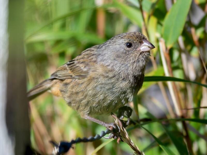 Paramo Seedeater, Photos 1