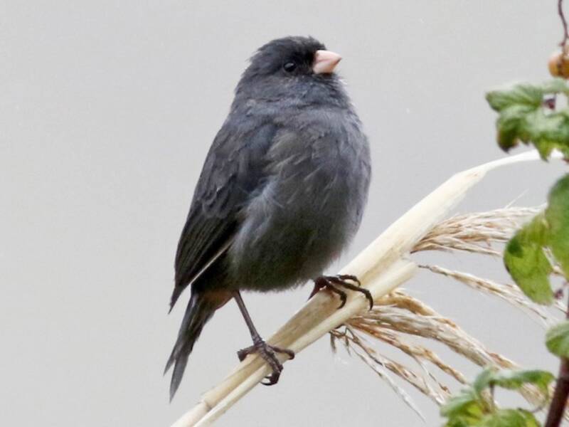 Paramo Seedeater, Photos 4