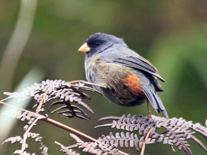 Paramo Seedeater, Photos 3