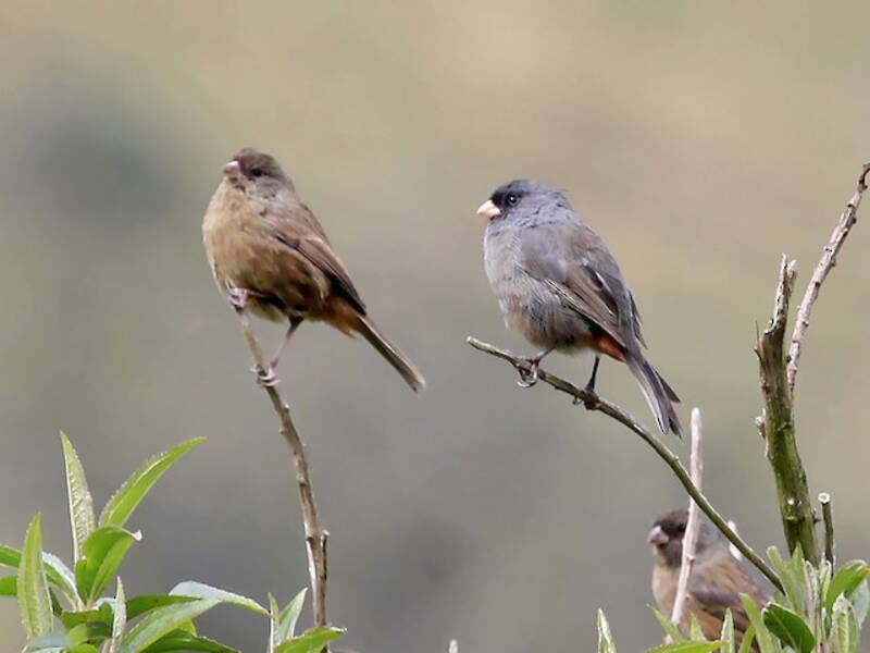 Paramo Seedeater, Photos 2