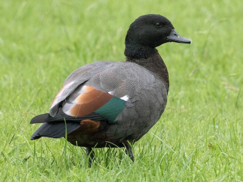 Paradise Shelduck, Photos 4