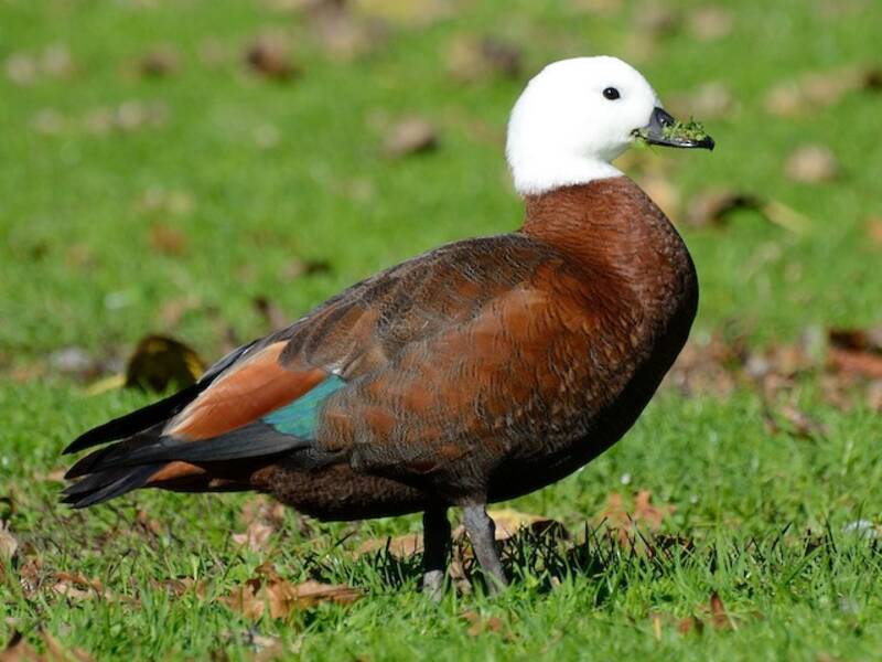 Paradise Shelduck, Photos 2