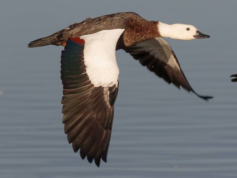 Paradise Shelduck (Tadorna variegata)