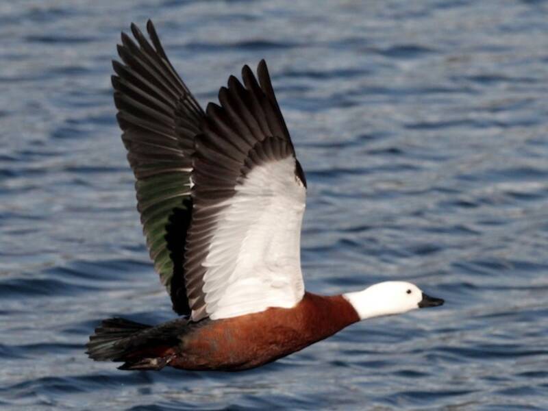 Paradise Shelduck, Photos 3