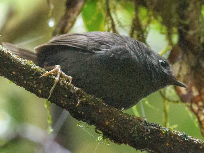 Paramillo Tapaculo