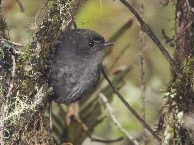 Tapaculo de Paramillo, Fotos 2