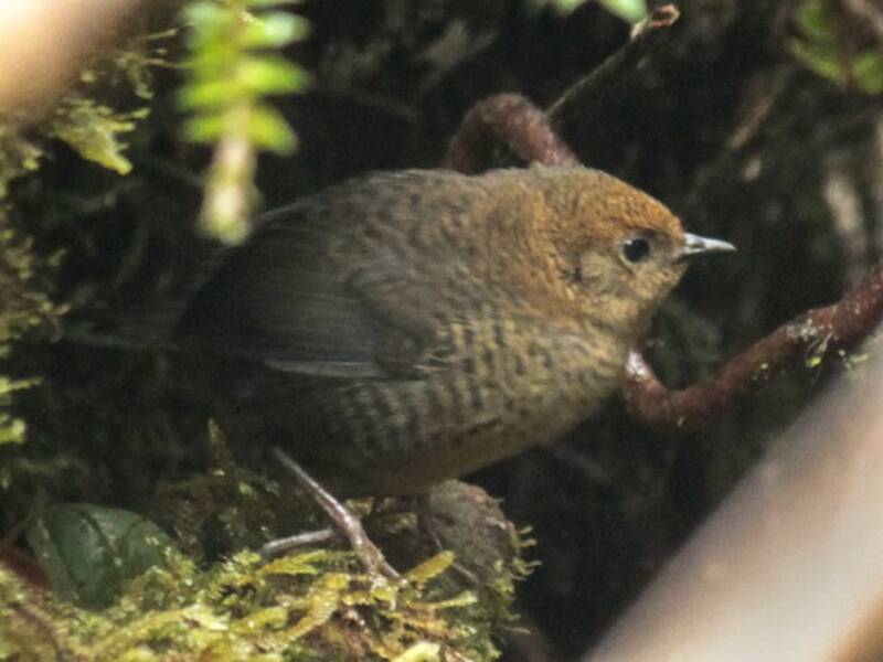 Tapaculo de Paramillo, Fotos 3