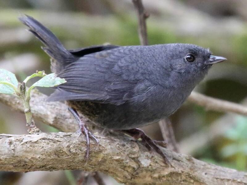 Tapaculo del Paramo, Foto 4