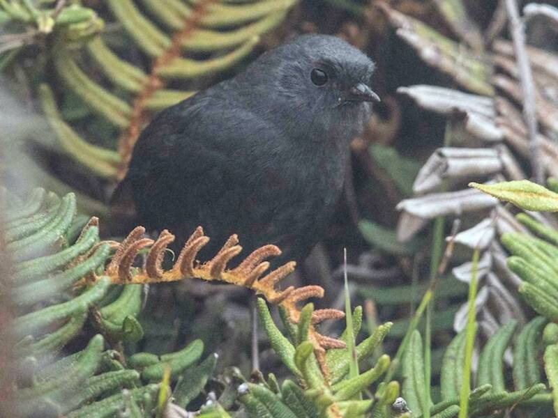 Tapaculo del Paramo, Foto 2