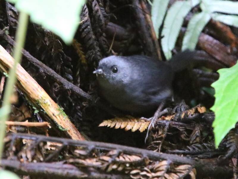 Paramo Tapaculo
