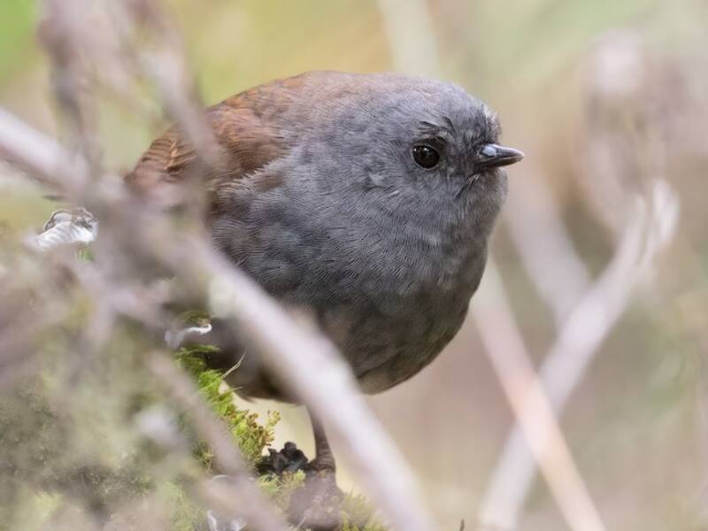 Tapaculo del Paramo, Foto 3