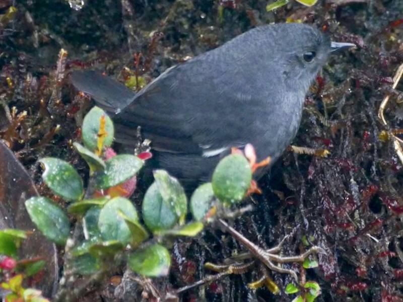 Tapaculo de Loja, Photos 3