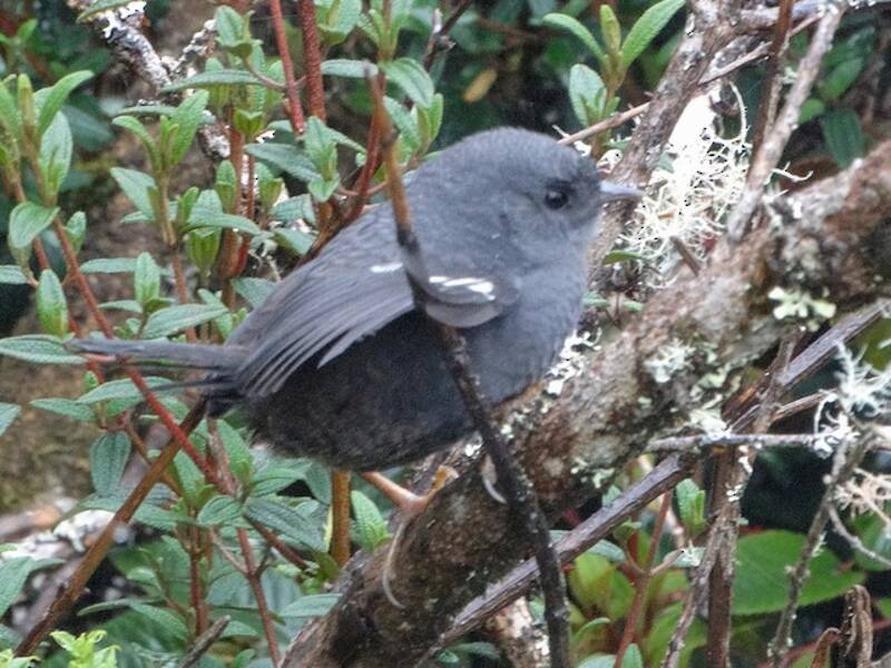 Tapaculo de Loja, Photos 2