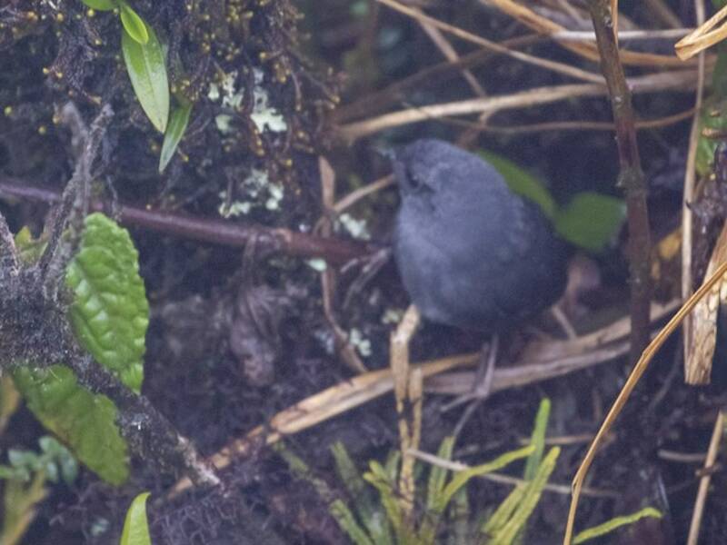 Tapaculo de Loja