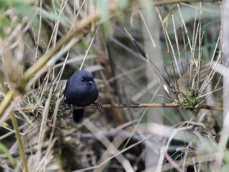 Tapaculo de Loja, Photos 4