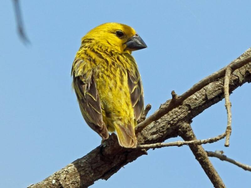 Parasitic Weaver