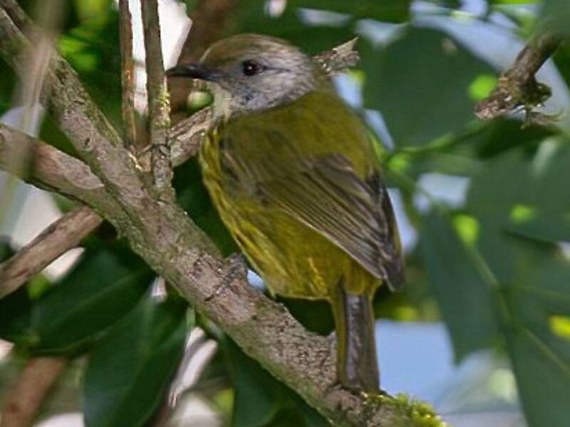 Palawan Striped-Babbler, Photos 4