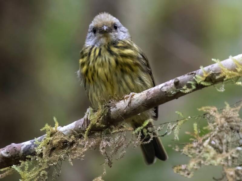 Palawan Striped-Babbler, Photos 3