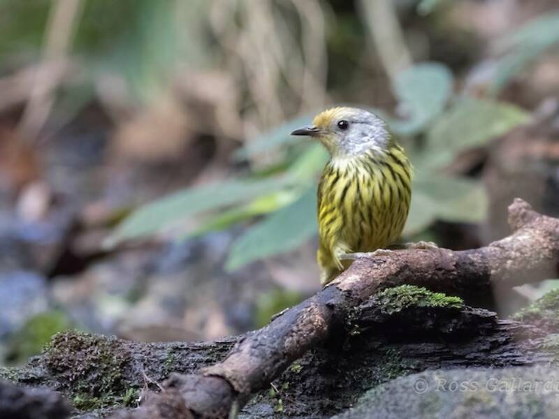 Palawan Striped-Babbler