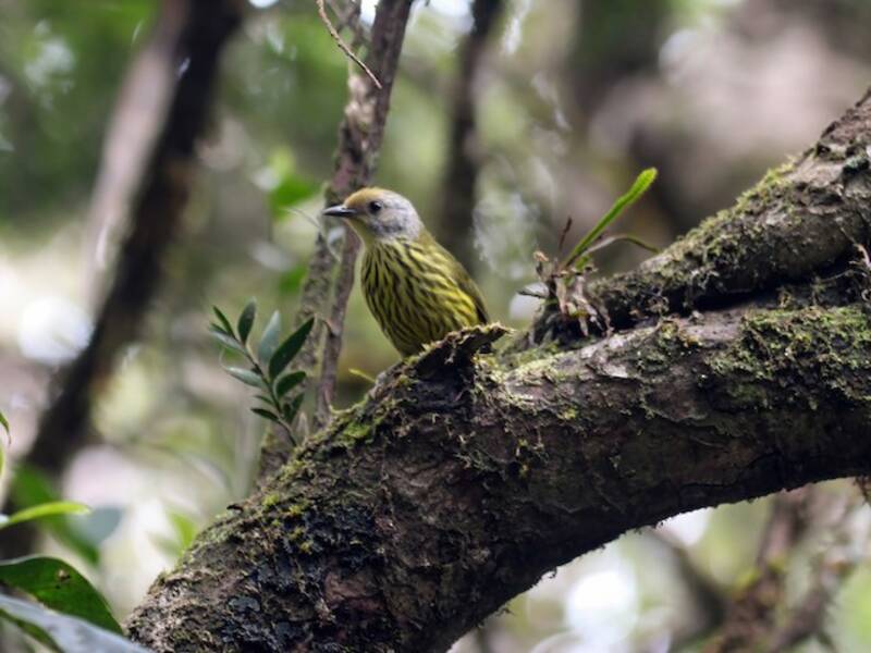 Palawan Striped-Babbler, Photos 2