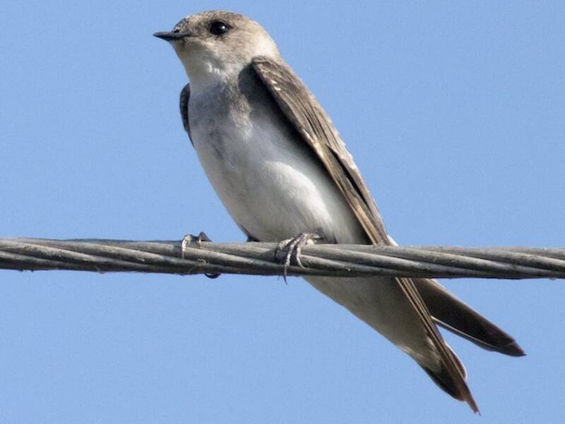 Hirondelle pâle, Photos 4