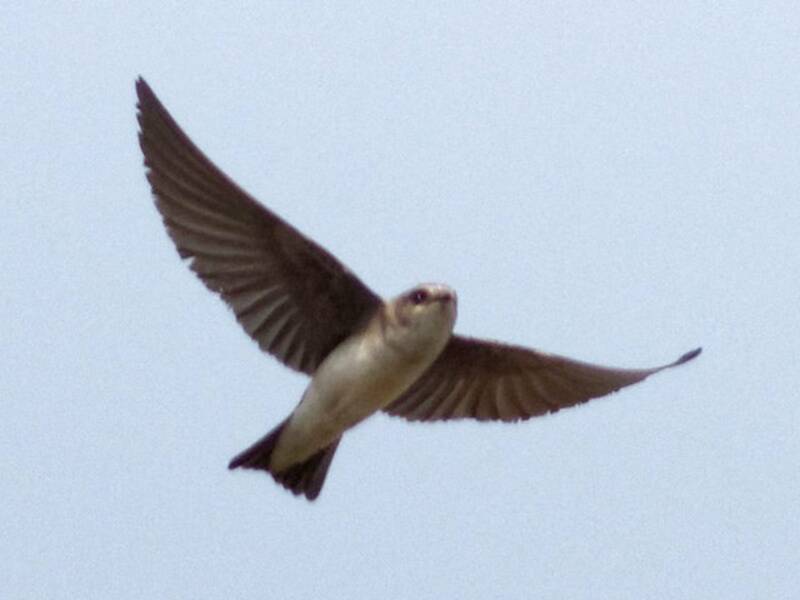 Hirondelle pâle