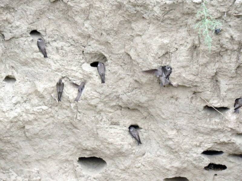 Hirondelle pâle, Photos 2